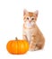 Cute orange kitten with mini pumpkin on white.