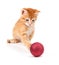 Cute Orange Kitten Playing with a Christmas Ornament on White