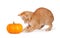Cute orange kitten playing with a mini pumpkin on