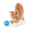 Cute orange kitten playing with a toy