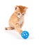 Cute Orange Kitten Playing with a Toy on White