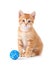 Cute Orange Kitten with a Toy on White