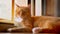 Cute orange kitty is lying on balcony over open window and enjoying sunny day while his ear is moving and eyes are