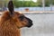 Cute orange lama with black eyes and ears profile on empty grey cement background. And sand and trees are seen far away