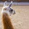 Cute orange lama with black eyes and ears profile on empty grey cement background. And sand and trees are seen far away