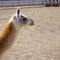 Cute orange lama with black eyes and ears profile on empty grey cement background. And sand and trees are seen far away