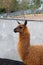 Cute orange lama with black eyes and ears profile next to grey cement wall. And sand and trees are seen far away. Alpaca