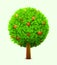 Cute orange or mandarin tree with green leaves and ripe oranges. Realistic citrus tree. Eco harvest concept.