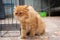 Cute Orange Persian cats