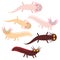 Cute orange pink brown Axolotl Cartoon character (Mexican salamander, Ambystoma mexicanum) aquarium animal on white background.