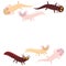 Cute orange pink brown Axolotl Cartoon character (Mexican salamander, Ambystoma mexicanum) aquarium animal on white background.