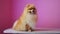 Cute orange pomeranian spitz dog on a pink background
