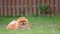 Cute orange pomeranian spitz dog resting green grass in garden