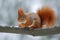 Cute orange red squirrel eats a nut in winter scene with snow, Czech republic