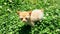 Cute orange tabby American bobtail manx kitten