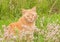 Cute orange tabby cat sitting in tall grass