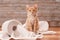 Cute orange tabby kitten sitting on the remains of toilet paper roll