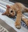 Cute orange teenager one year old cat with short stumpy tail laying on his side on carpet with dilated eyes paws in front camera