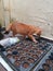 Cute orange teenager one year old cat with short stumpy tail walking and smelling over gardening tray