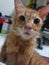 Cute orange teenager one year old rescue cat baldy nose no hair recovering healing tongue stick out look at camera