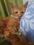 Cute orange teenager one year old rescue cat with short stumpy tail maine coon manx mix breed lay on blue purple pillow sick fever