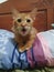 Cute orange teenager one year old rescue stray cat meowing loud open mouth to camera sit on big pillow maine coon manx mix breed