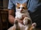 Cute orange and white cat sitting on the man`s lap.