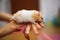 Cute Orange and White Syrian or Golden Hamster Mesocricetus auratus climbing on girl`s hand. Taking Care, Domestic Pet Concept