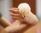 Cute Orange and White Syrian or Golden Hamster Mesocricetus auratus climbing on girl`s hand. Taking Care, Mercy, Domestic Pet