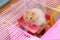 Cute Orange White Syrian or Golden Hamster Mesocricetus auratus climbing on wooden panel deck attached on cage, begging owner fo