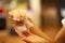 Cute Orange and White Syrian or Golden Hamster Mesocricetus auratus eating pet food in girl`s hand. Taking Care, Mercy, Domesti