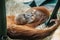 Cute orangutan with red fur having a rest in ZOO. Exotic wild animal sleeping in swing. Adult male of Sumatran orangutan.