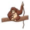 Cute orangutan sitting on the wood