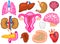 Cute organs. Happy human, Set of smiling characters. Vector pins, cartoon kawaii icons. Healthy heart, stomach, liver