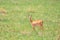 Cute Oribi antelope Ethiopia, Africa wildlife