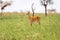 Cute Oribi antelope Ethiopia, Africa wildlife