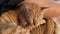 Cute oriental cat sleeping and then awakening. POV live camera view of red ginger kitty laying on brown plaid leaning on