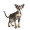 Cute Oriental Shorthair kitten on white