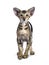 Cute Oriental Shorthair kitten on white