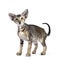 Cute Oriental Shorthair kitten on white