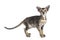 Cute Oriental Shorthair kitten on white