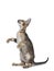 Cute Oriental Shorthair kitten on white