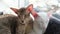 Cute oriental shorthair white cat and tabby kitten sleeping together.