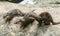 Cute oriental small-clawed otter image of