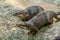 Cute oriental small-clawed otter image of