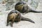 Cute oriental small-clawed otter image of