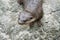 Cute oriental small-clawed otter image of