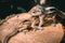 Cute and orphan squirrel baby siblings wander on top of a cut-down tree trunk. Caring and looking after the small brother, the