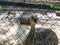 Cute ostrich behind a fence