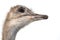 Cute ostrich with huge beautiful eyes on a white background